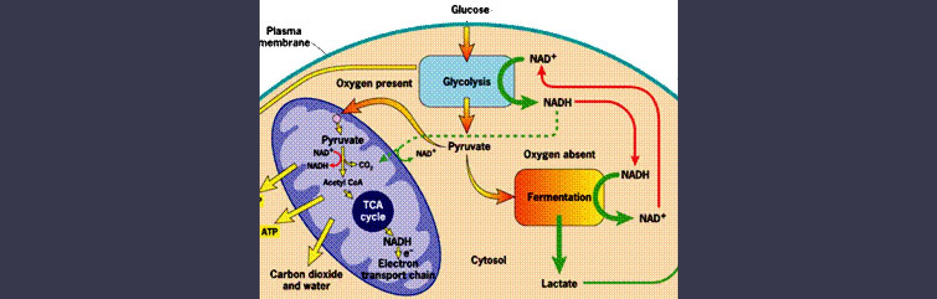 Estatinas y Mioglobina
