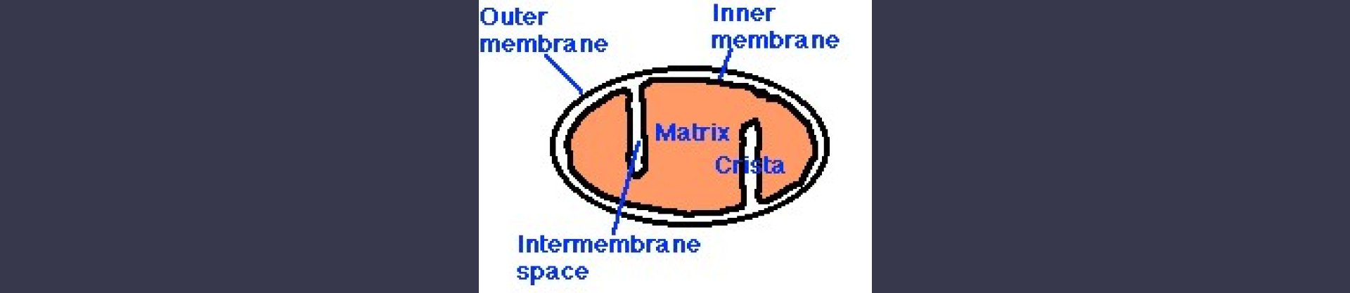 Estatinas y Mioglobina