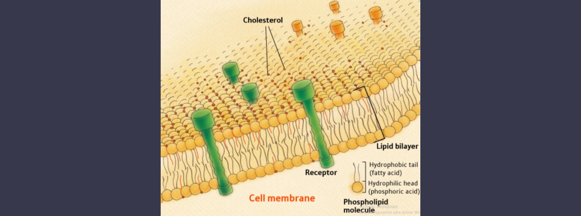 Estatinas y Mioglobina