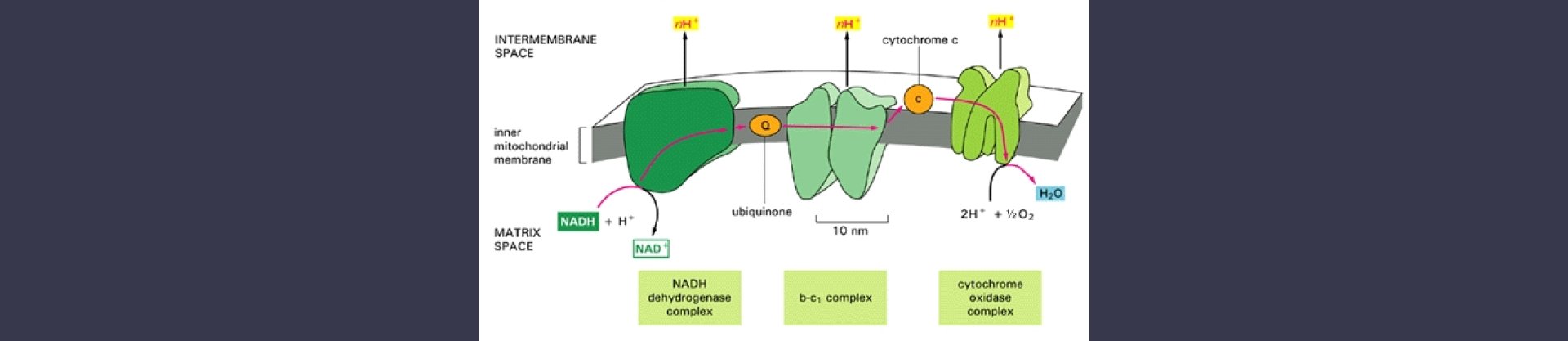 Estatinas y Mioglobina