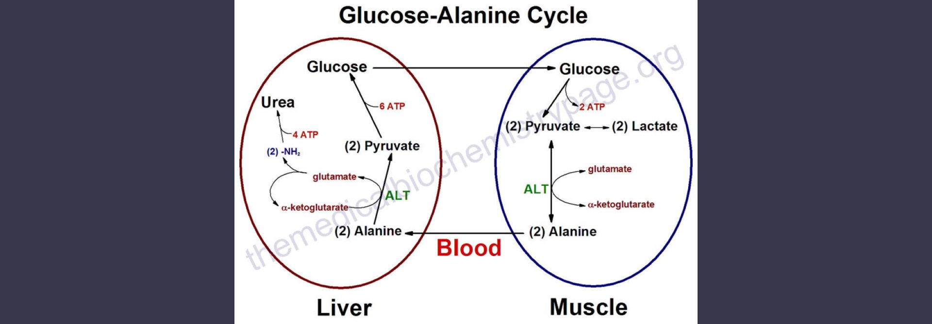 Estatinas y Mioglobina