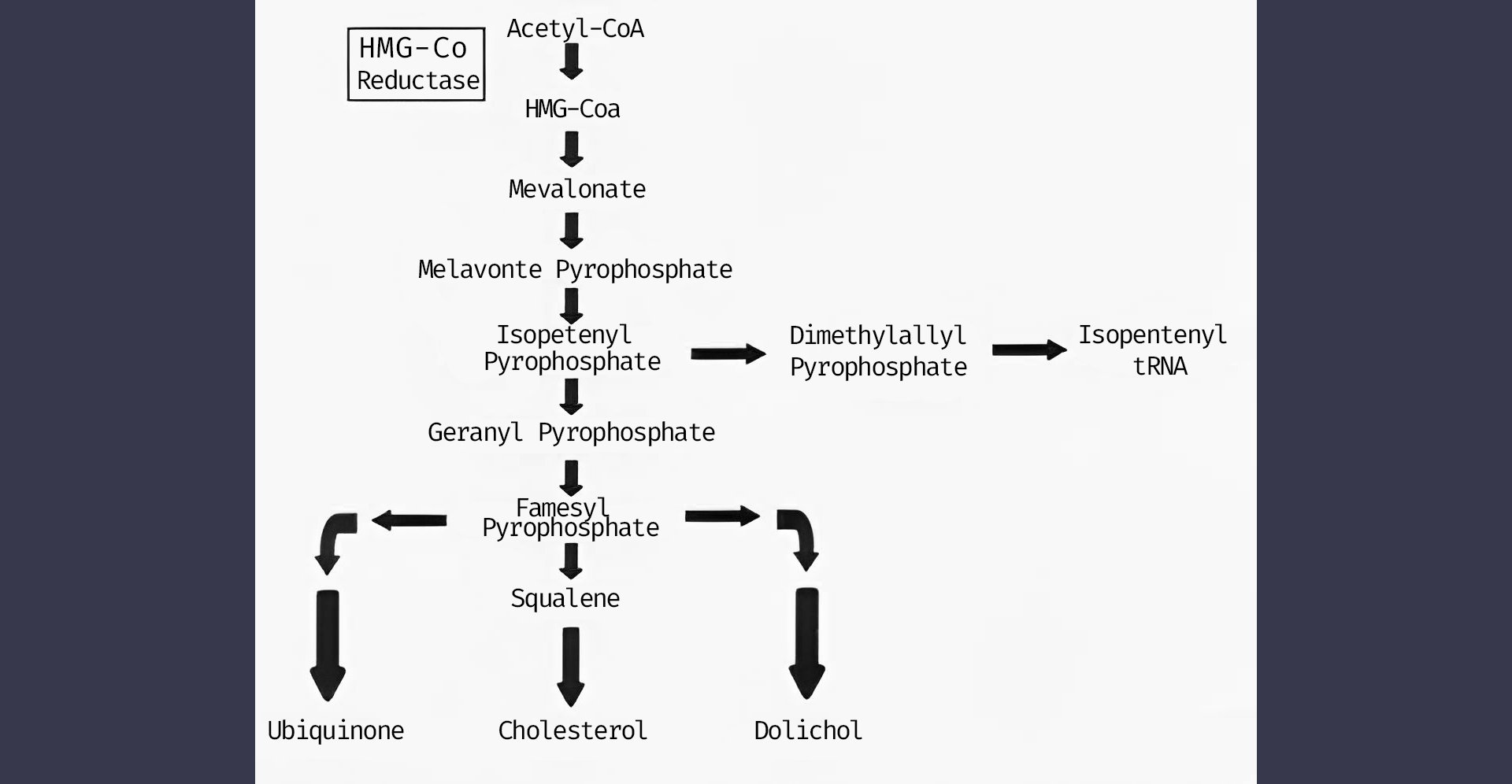 Estatinas y Mioglobina