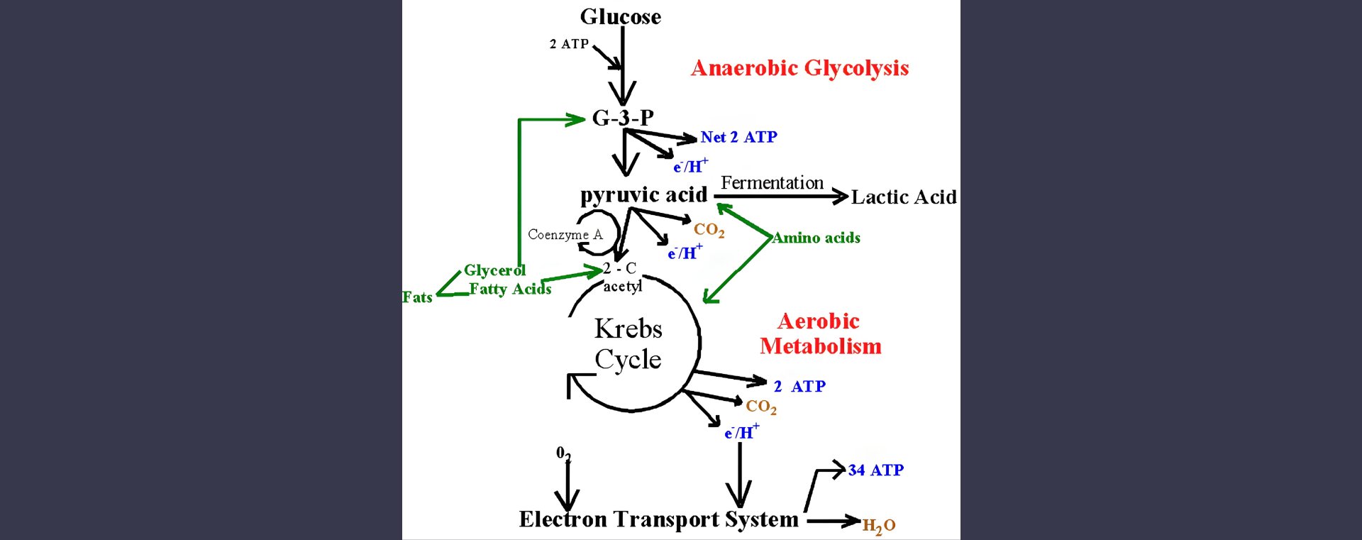 Estatinas y Mioglobina